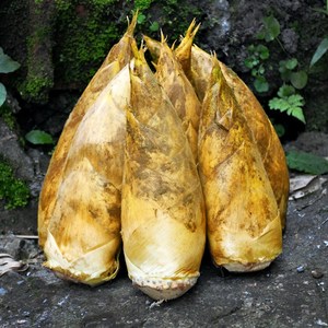 四川毛竹笋新鲜