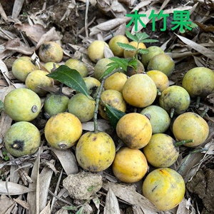 广西野生木竹子果酸桐子竹桔竹节子黄牙果山枇杷竹橘 水果2斤包邮