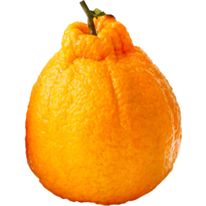 正宗春见耙耙柑金堂水果10斤丑桔一级现货特级金狐狸丑橘新鲜超.