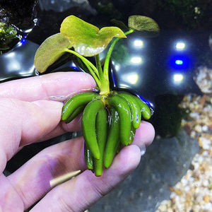 水上葵花水草黄花菱危地马拉水丁香烟花浮萍植物活体包活香蕉草