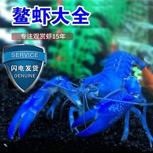 鳌虾观赏虾活体宠物虾人工天空蓝魔龙纹虾水族淡水蓝色小龙虾免邮