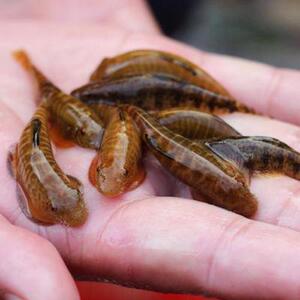 清道夫垃圾鱼冷水小型