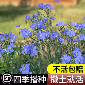 蓝花亚麻种子蓝色花卉花海景观矮生草花四季播种多年生兰花亚麻籽