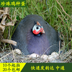 珍珠鸡种蛋鸡撞蛋非芦花鸡非五黑鸡蛋可孵化受精蛋1枚价20枚起发