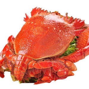 蟹旭蟹-淘宝拼多多热销蟹旭蟹货源拿货 - 阿里巴巴货源