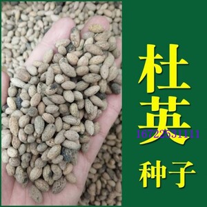 新采优质杜英树种子 小叶杜英种子 大叶杜英种子 林木种子包邮