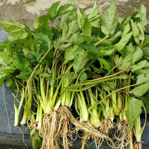 贵州铜仁野生绿色食品鸭儿菜鸭脚板大叶芹野芹菜野芹它新鲜折耳根