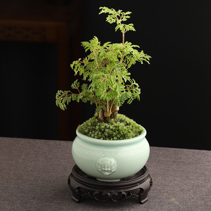 北欧家居桌面茶几阳台吸甲醛好养易活小清新羽叶福禄桐小盆栽绿植