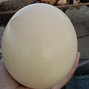 新鲜鸵鸟蛋