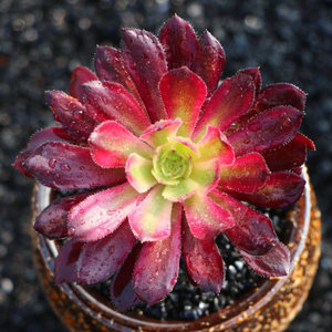 红覆轮锦老桩一物一拍手捧花法师三仙肉肉群生红腹轮红锦多肉植物