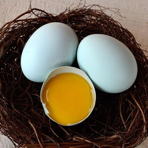 贵州长顺绿壳鸡蛋