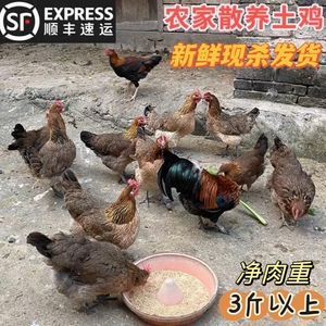 贵州乡里包谷子 1500g正宗土鸡农家散养现杀新鲜草鸡笨鸡顺丰包邮