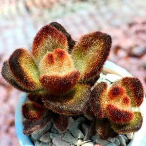 泰迪熊群生老桩多肉植物客厅大颗精品套餐绿植含盆营养土新疆包邮