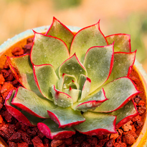 多肉斗牛士多肉植物盆栽花卉绿植肉肉组合园艺盆栽防辐射韩国新品