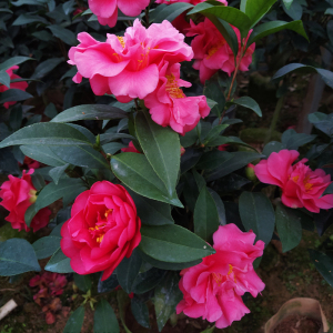 四季茶花夏梦系列