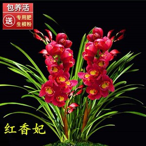 兰花红宝石浓香型建兰奇花春兰蕙兰绿植墨兰盆栽春剑花期特价超长