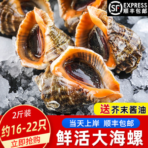 海螺鲜活新鲜超大海螺特大海鲜贝壳类水产青岛特产野生响螺2斤装