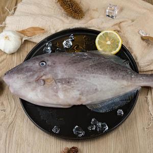 舟山耗儿鱼新鲜剥皮鱼鲜活冷冻马面鱼特大扒皮鱼海鲜水产火锅1条