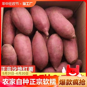 【秒杀】正宗沙地龙九蜜薯软糯红薯农家自种沙地红薯产地发货包邮