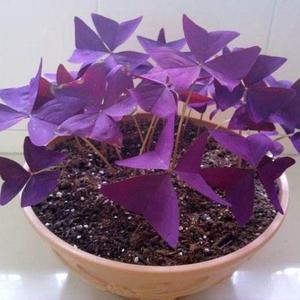 紫叶酢浆草种球红花酢草幸运草耐寒多年生庭院花卉植物盆栽三叶草