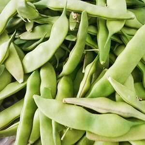 东北豆角九月青新鲜豆角当季新鲜蔬菜油豆角开锅烂大宽豆角九月青