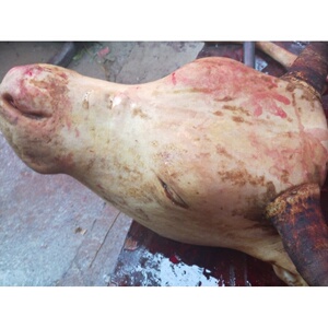 牛头肉新鲜 整只生冷冻带皮清真牛脸肉现杀整个带骨牛头肉35斤