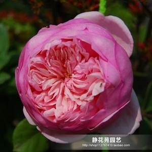 圣埃泽布嘉 小圣 勤花强香 藤本月季