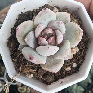 多肉糖心雪天使