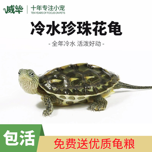 中华花龟珍珠龟活物小乌龟六线草龟花龟苗活体观赏龟宠物水龟长寿