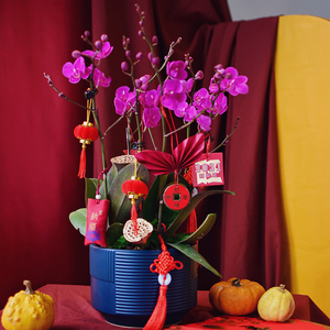 广州深圳东莞鲜花速递同城年宵花卉蝴蝶兰盆栽观赏带花苞春节送礼