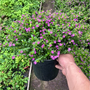 庭院室内金叶满天星盆栽带花苞花卉好养四季开花窗台办公桌绿植物