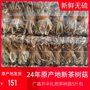 新鲜茶树菇干货 江西广昌开伞茶树菇长条扎把火热畅销款5斤包邮