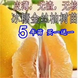 新品种金丝柚子苗冰糖柚蜜柚树苗嫁接柚子树苗甜蜜柚树苗当年结果