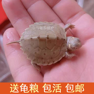 密西西比地图乌龟苗活物小宠物龟招财龟外塘观赏深水火焰吃鱼粪龟