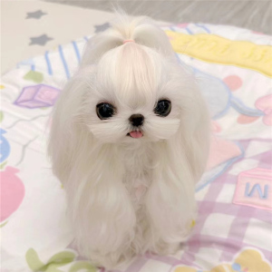 马尔济斯犬幼犬纯种韩版超小体双血统宠物狗狗赛级幼崽茶杯家庭犬