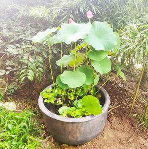 荷花造景庭院包邮家用睡莲盆罐水无釉养乌龟鱼缸缸土陶大水缸