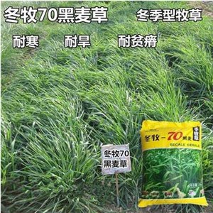 冬牧70种籽江苏正大高产牧草种子猪马牛羊鱼草籽家禽吃的牧草苗孑