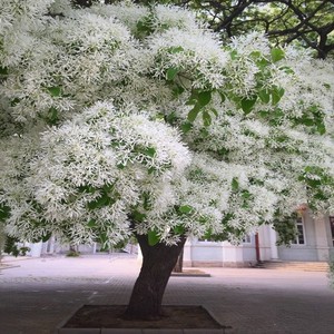 新采树种 流苏树种子 油棘种孑 流苏种苗 可嫁接桂花粘木种籽