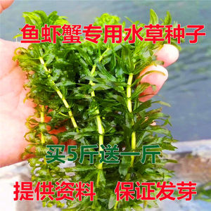 鱼塘水草种籽子伊乐藻轮叶黑藻沮草水葫芦水花生净化水质草籽包邮