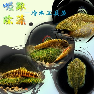 皇冠直升机鱼红蜻蜓直升机异型草缸除藻清洁鱼清道夫鱼清绿藻褐藻