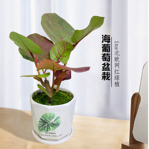 海葡萄绿植花卉盆栽室内好养海葡萄植物盆栽果实盆栽种植