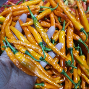 南雄本地新鲜黄皮辣椒粤北韶关特产农家自种黄贡椒