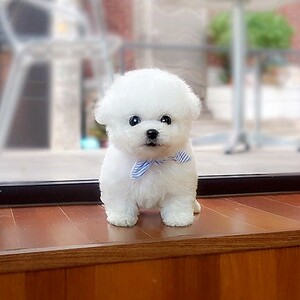 无偿领养法国卷毛比熊犬幼犬纯种茶杯犬长不大的宠物狗活物小型犬