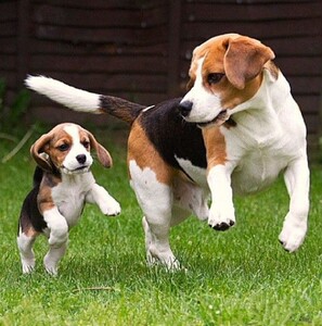 无偿领养纯种比格犬米格鲁猎兔犬幼犬活体巴吉度狗短毛猎犬宠物狗