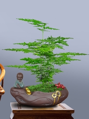 文竹盆栽创意微景观盆景植物室内净化空气桌面造型四季常青小绿植