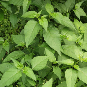 白花菜新鲜野生