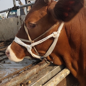 拴牛龙头牛笼头套牵牛绳子栓牛脖套笼套牛绳套牛缰绳养牛场用设备