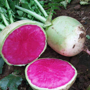 满堂红萝卜种子西瓜水果红心籽阳台农家菜园春季秋季四季蔬菜种孑