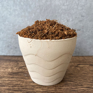 000人付款淘宝日本大阪松,原盆原土进口,植物绿植盆景盆栽,庭院别墅