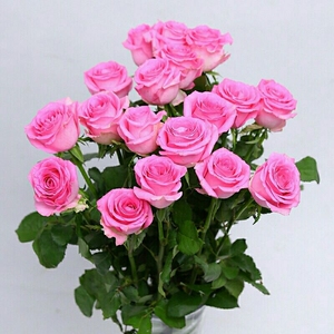 粉红女郎玫瑰花